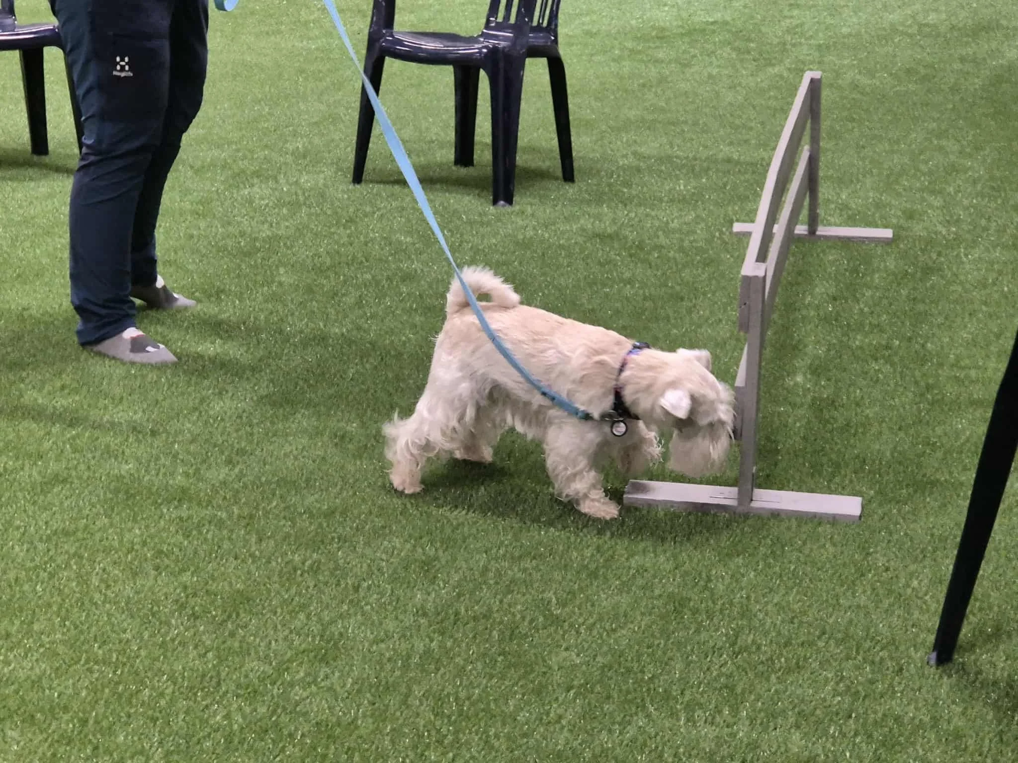 Hund 1 BHK.jpeg