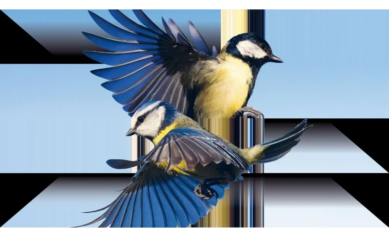 Der Vogelhändler
