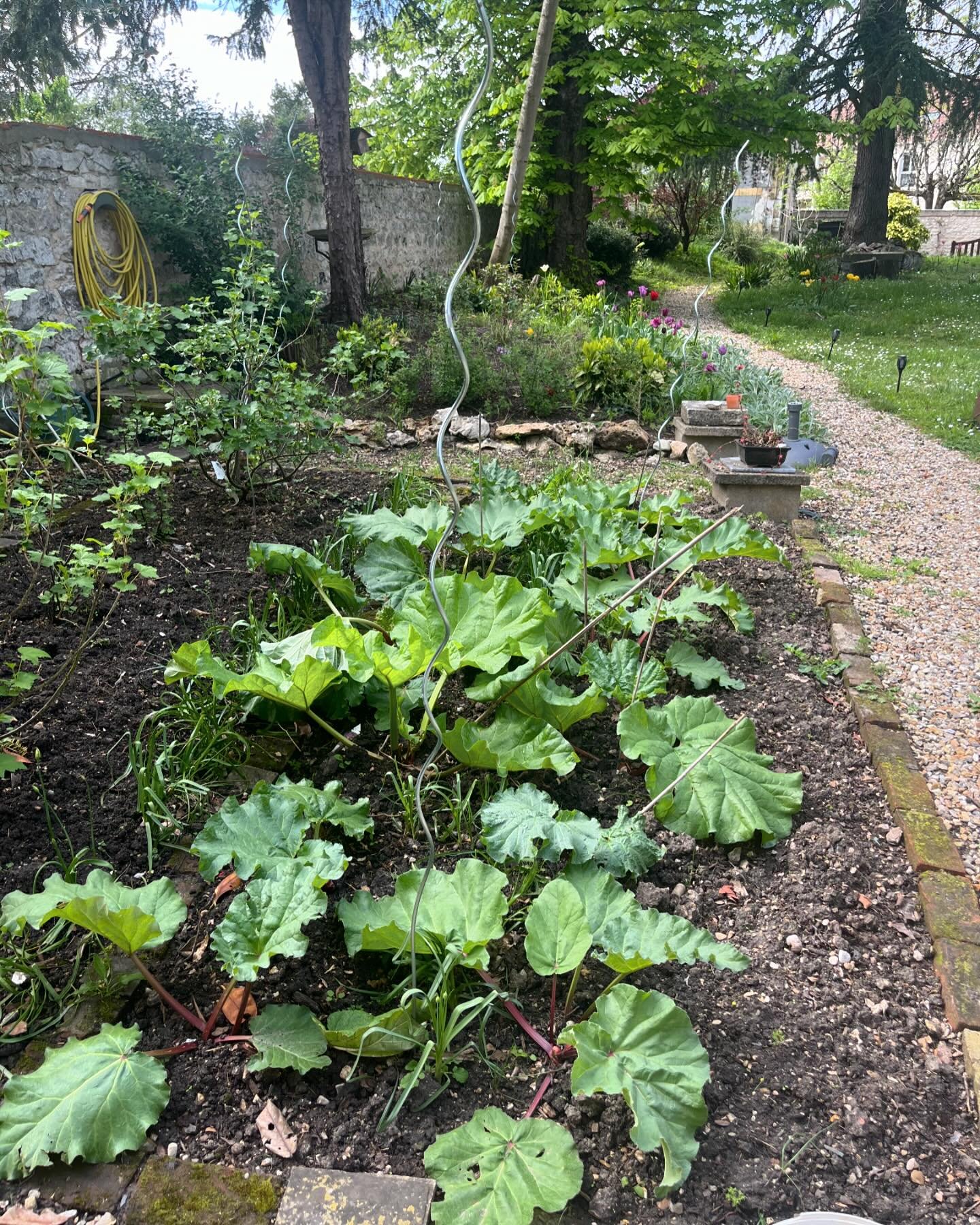 The Next Stage is not just about travelling more and rocking out 🎸 It&rsquo;s also about self-sufficiency and the pleasure of growing one&rsquo;s own fresh produce. Rhubarb is one of my favourites, because it comes back every year a bigger and bette