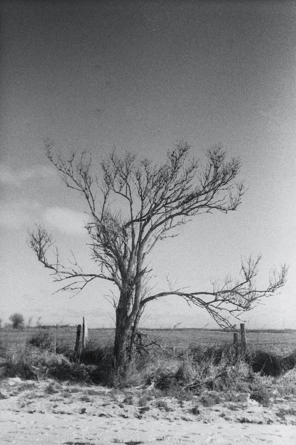 imm008_N8.jpg