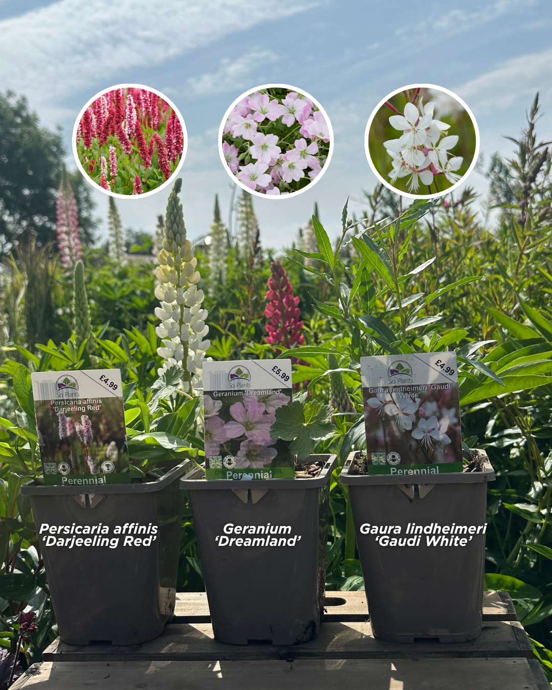 Image shows three plants: Persicaria affinis 'Darjeeling Red', Geranium 'Dreamland' and Gaura lindheimeri 'Gaudi White'