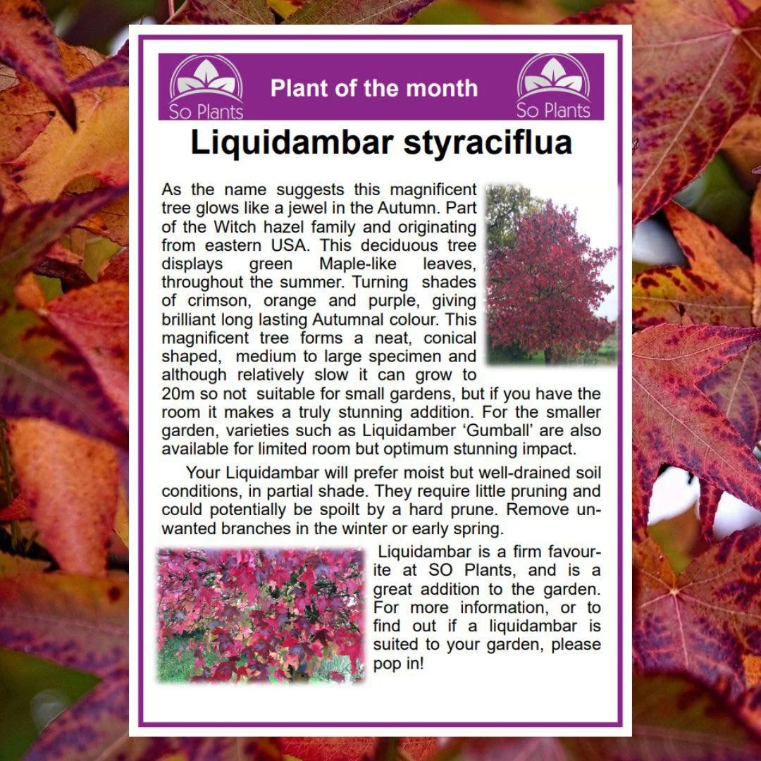 Liquidambar Styraciflua 🍁 November&rsquo;s plant of the month!

Looking for stunning autumn colour? We&rsquo;ve got you covered. Liquidambar Styraciflua is the perfect tree to bring autumn colour to your garden. Or, for the smaller garden, why not c
