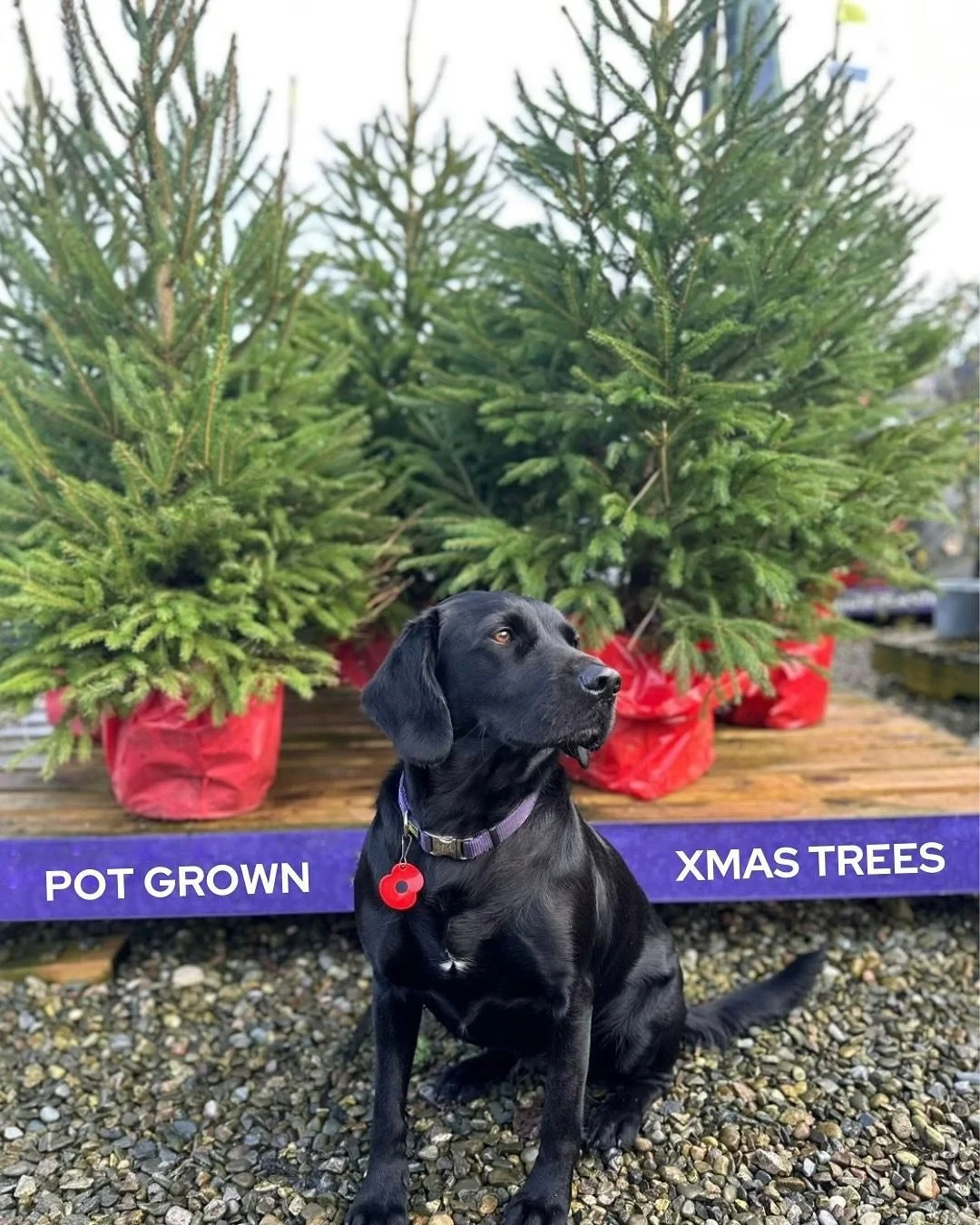Pot Grown Christmas Trees 🌲 

A tree doesn&rsquo;t have to just be for Christmas, why not pick up one of our pot grown Christmas trees? We have a great selection available (as modelled by our Melly) and free Christmas tree care guides available by t