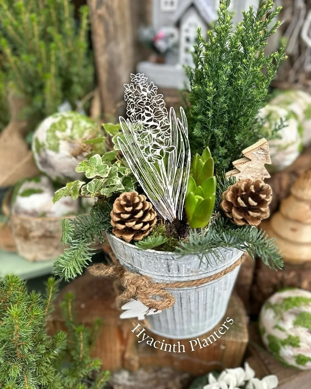 Rustic Hyacinth planters 🍄&zwj;🟫 The perfect present for these colder months or a stunning centrepiece for the Christmas table.

We have a great range in, big and small, so feel free to pop in and have a look!

#itsbeginningtolookalotlikechristmas 