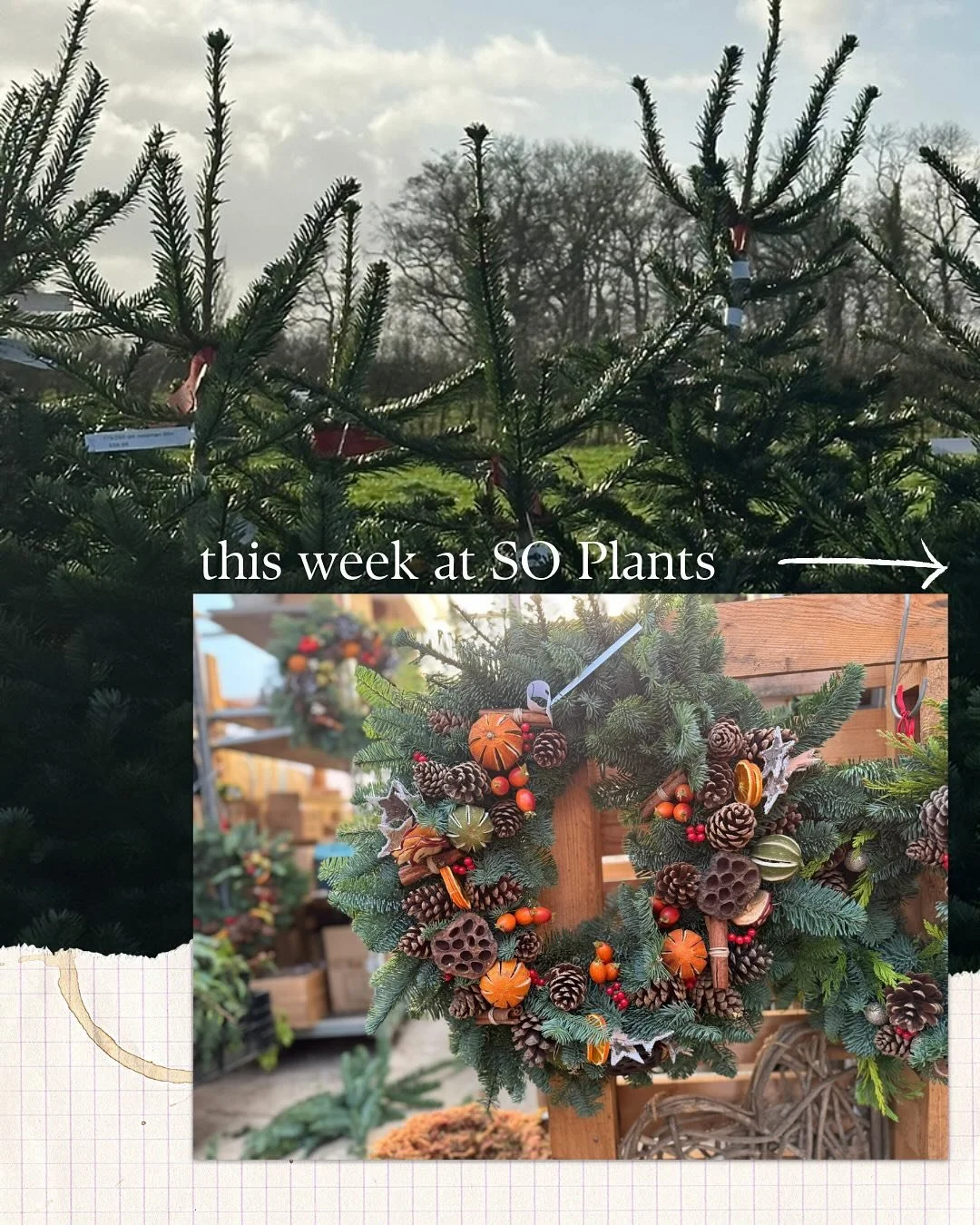 A week at So Plants! 🎄 A big thank you to everyone who&rsquo;s been in to pick up Christmas trees, wreaths and planters! We&rsquo;ve had some absolutely lovely feedback and it&rsquo;s much appreciated. Another big thank you to everyone who attended 