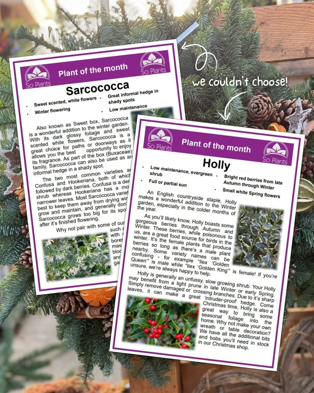 It&rsquo;s the season for giving, so we&rsquo;ve picked two plants this month! 🎁

Sarcococca is a little star in the winter months because of its sweet scented white flowers. As part of the Box family, it can make a wonderful informal hedge in shady