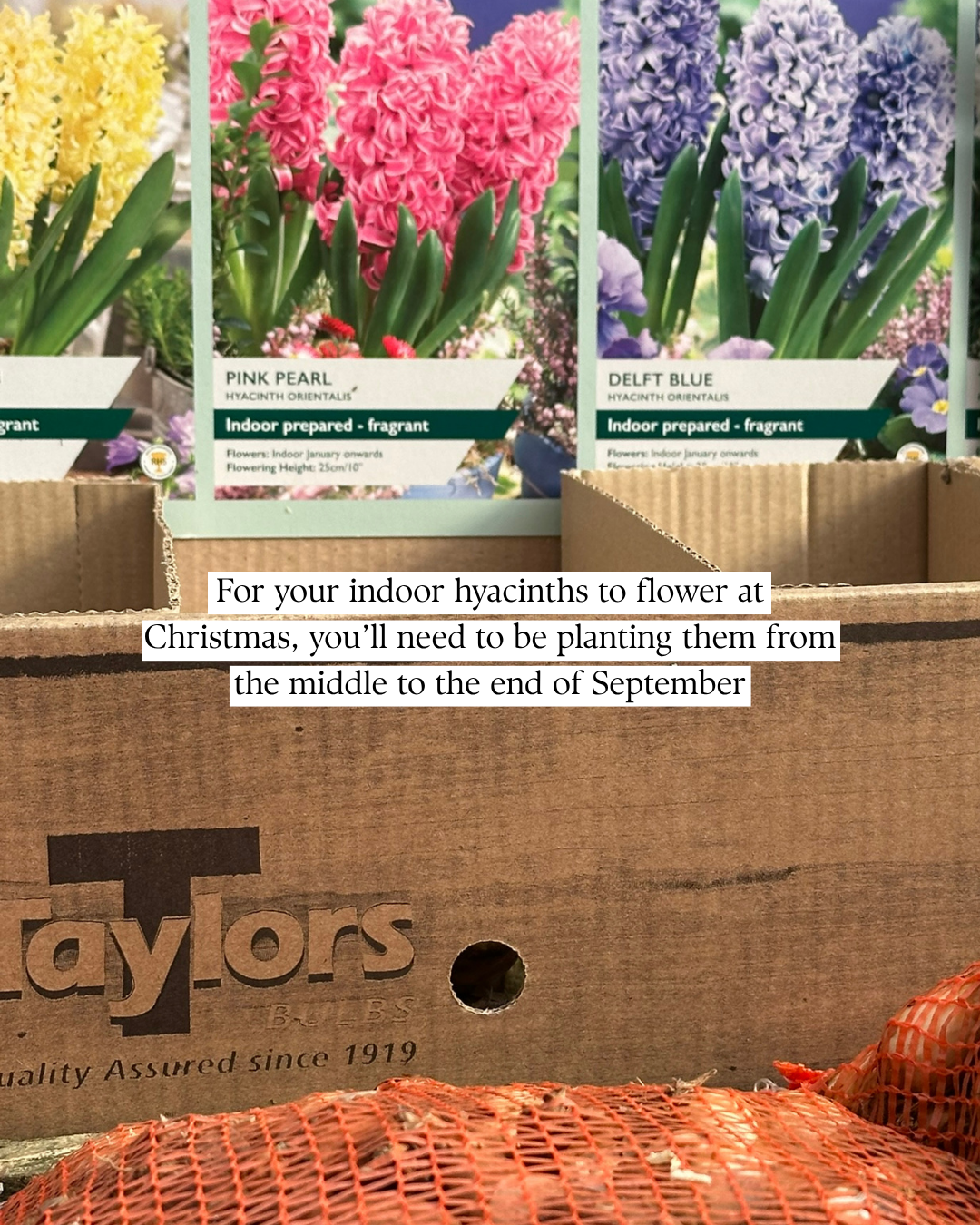 For your indoor hyacinths to flower at Christmas, you'll need to be planting them from the middle to the end of September