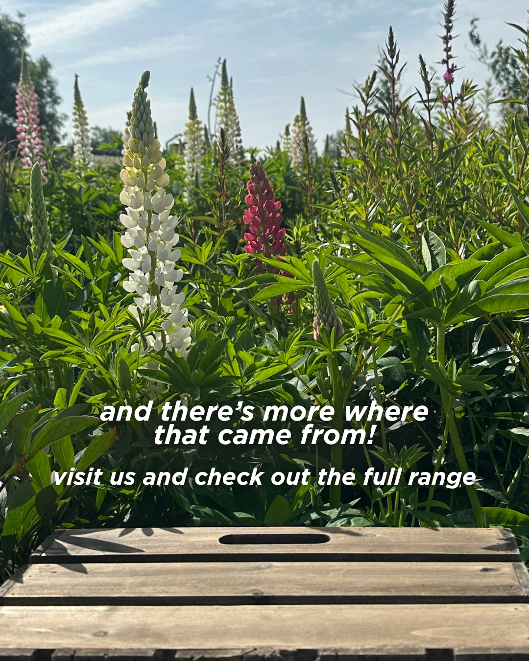And there's more where that came from! Visit us and check out the full range.