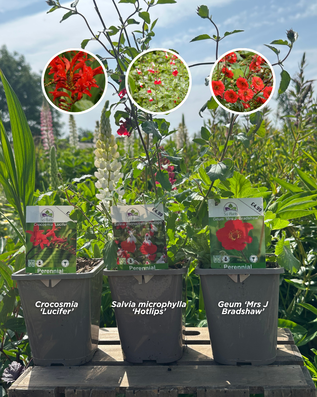 Image shows three plants: Crocosmia 'Lucifer', Salvia microphylla 'Hotlips' and Geum 'Mrs J Bradshaw'