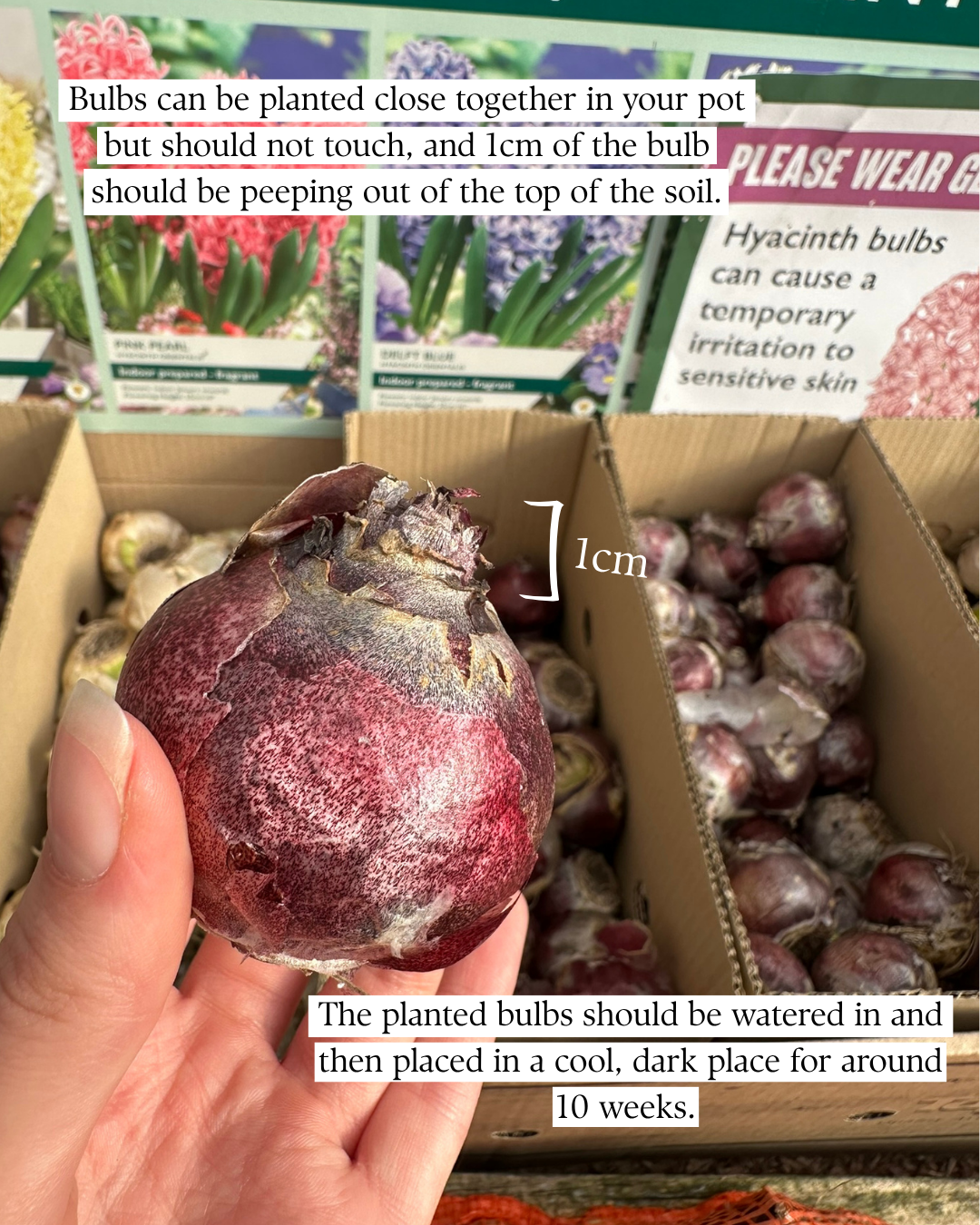 Bulbs can be planted close together in your pot but should not touch, and 1cm of the bulb should be peeping out of the top of the soil. The planted bulbs should be watered in and then placed in a cool, dark place for around 10 weeks.