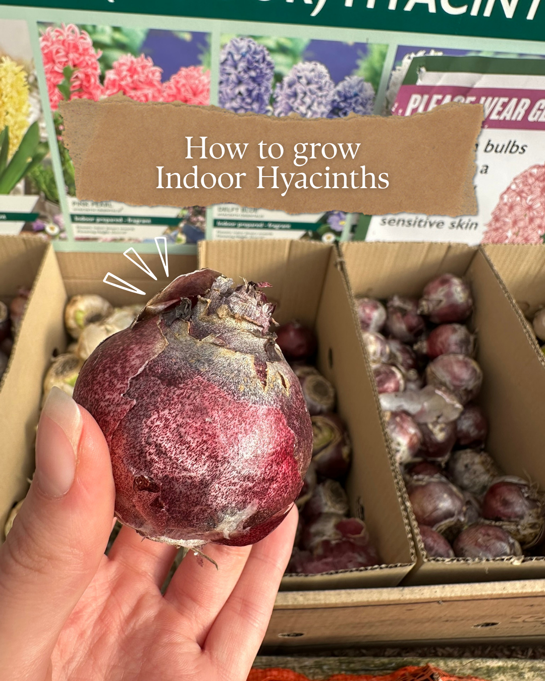 How to grow indoor hyacinths