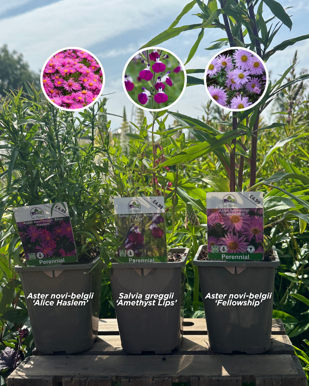 Image shows three plants: Aster novi-belgii 'Alice Haslem', Salvia greggii 'Amethyst Lips' and Aster novi-belgii 'Fellowship'