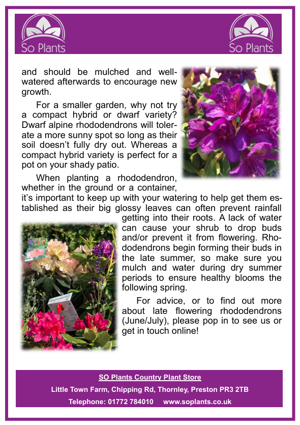 rhododendron info scrn 2.png