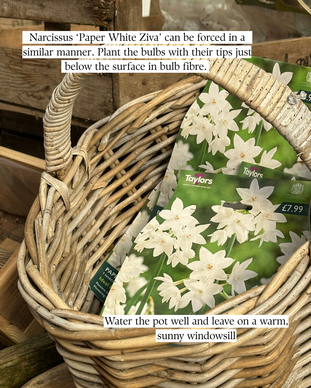 Narcissus 'Paper White Ziva' can be forced in a similar manner. Plant the bulbs with their tips just below the surface in bulb fibre. Water the pot well and leave on a warm, sunny windowsill.