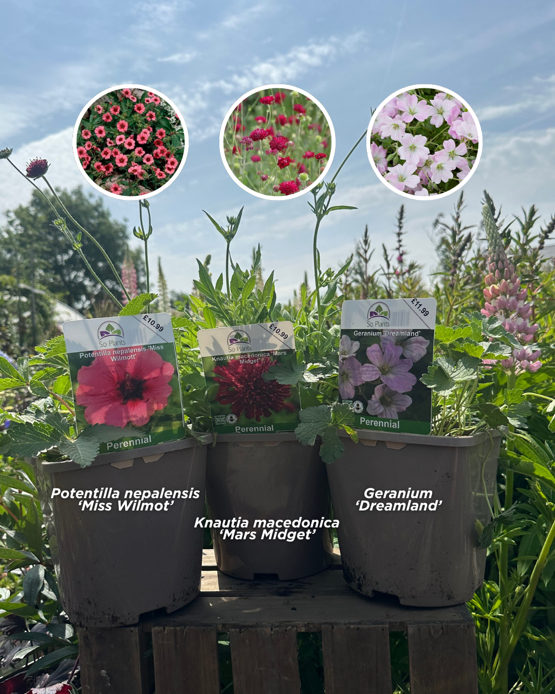 Image shows three plants: Potentilla nepalensis 'Miss Wilmot', Knautia macedonica 'Mars Midget' and Geranium 'Dreamland'