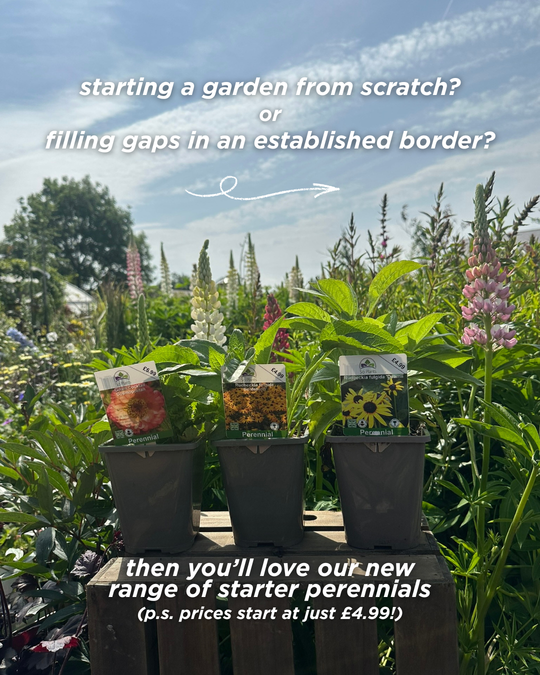 Starting a garden from scratch or filling gaps in an established border? Then you'll love out new range of starter perennials (p.s. prices start at just £4.99)