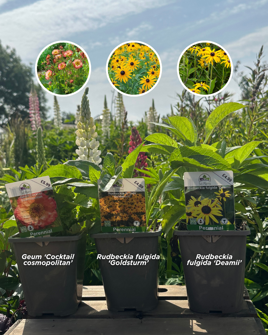 Image shows three plants: Geum 'Cocktail cosmopolitan', Rudbeckia fulgida 'Goldsturm' and Rudbeckia fulgida 'Deamii'