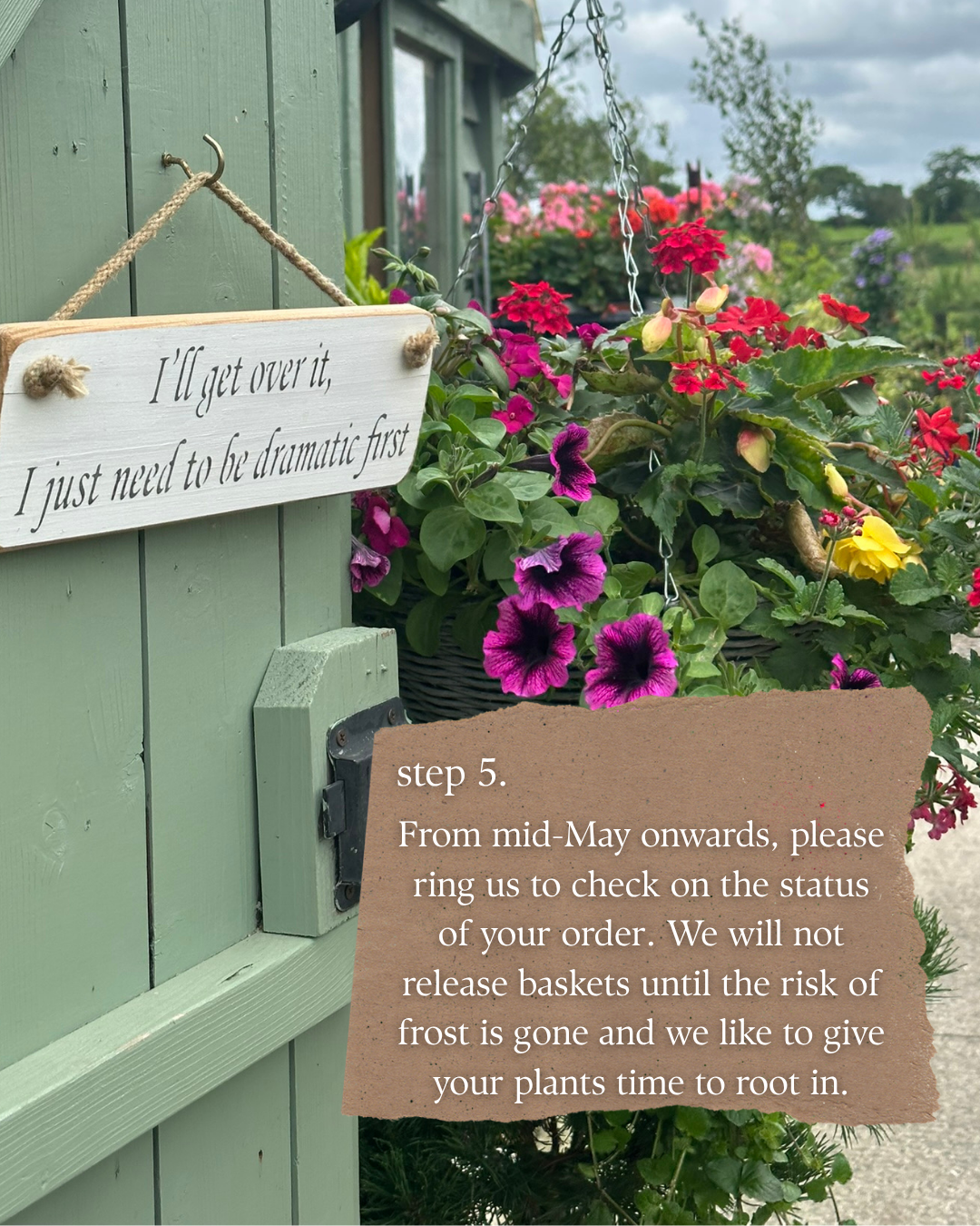 "Step five. From mid-May onwards, please ring us to check on the status of your order. We will not release baskets until the risk of frost is gone and we like to give your plants time to root in."