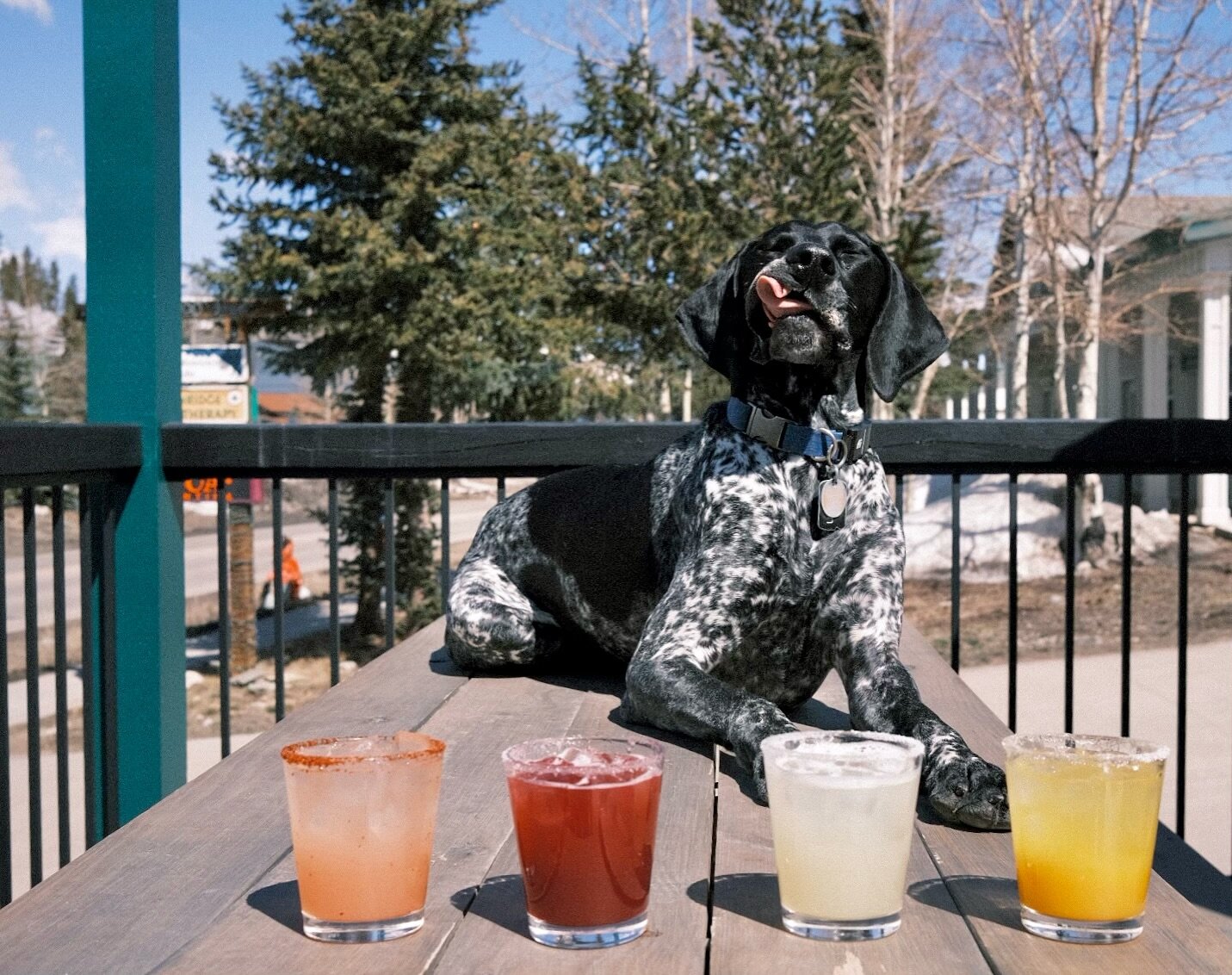 Pooches and patios! What&rsquo;s your preferred fix, a Paloma, Blood Orange, Mango or classic margarita? Come on out and enjoy one on the patio in this fine spring day! 

.
📸: @katie_pfeif 
.

#patioseason #brecklife #breckenridge #breckbecause #not