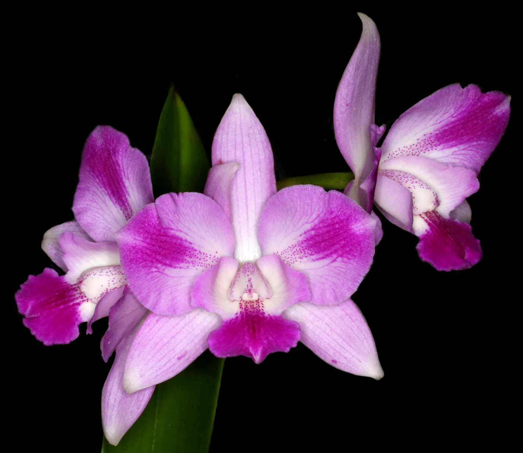 Cattleya Ethel's Paradise