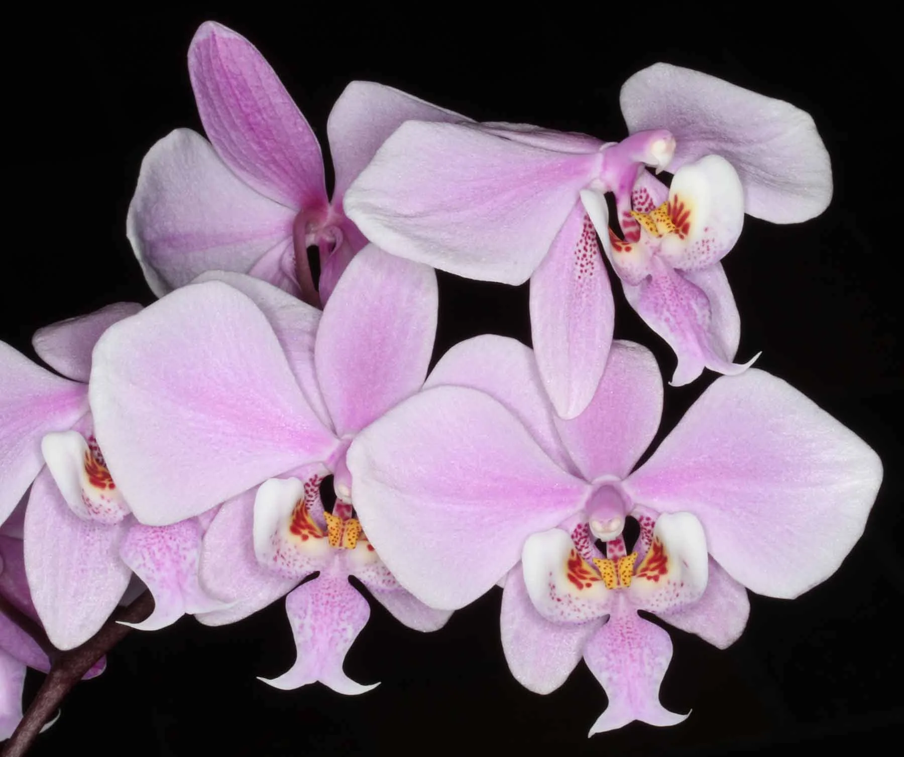 Phalaenopsis NOID