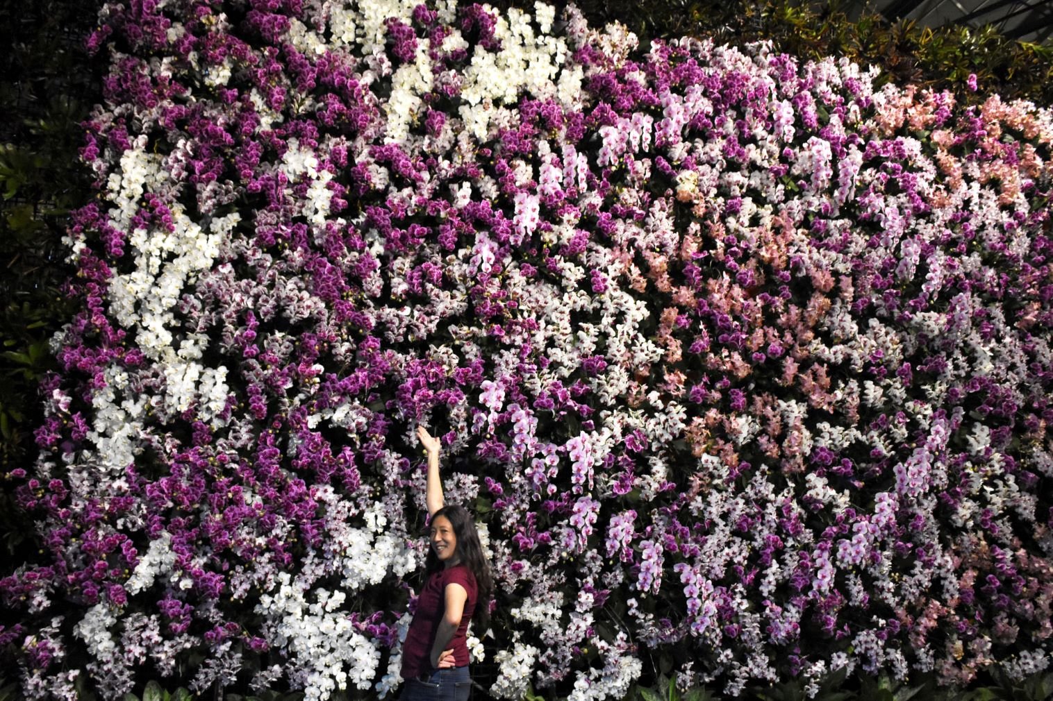 Kay Perry in front of the Phalaenopsis Wall at the Taiwan International Orchid Show 2024