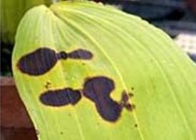 From the AOS - Summer Orchid Care