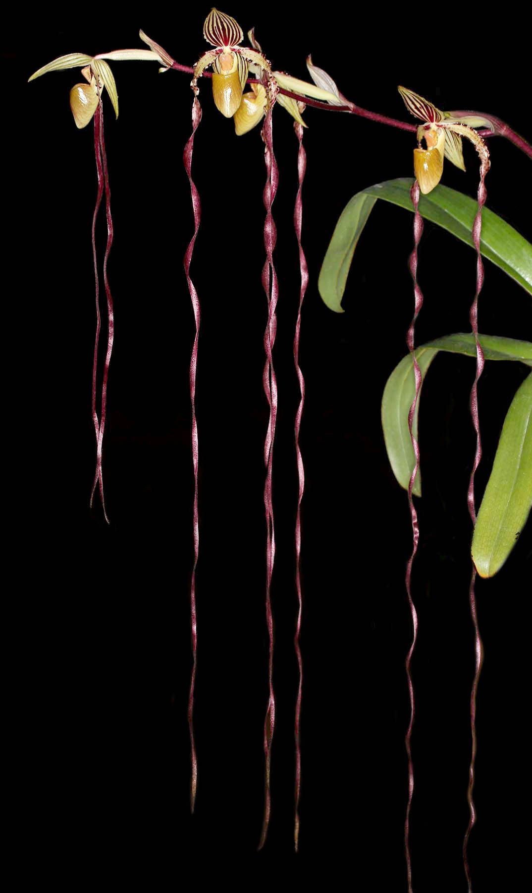 Paphiopedilum Michael Koopowitz