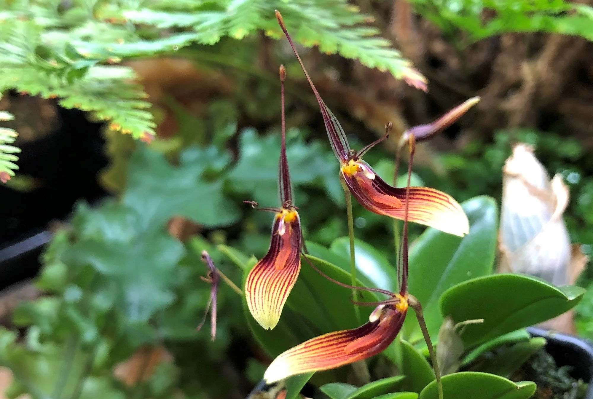 November Members' Meeting 2023