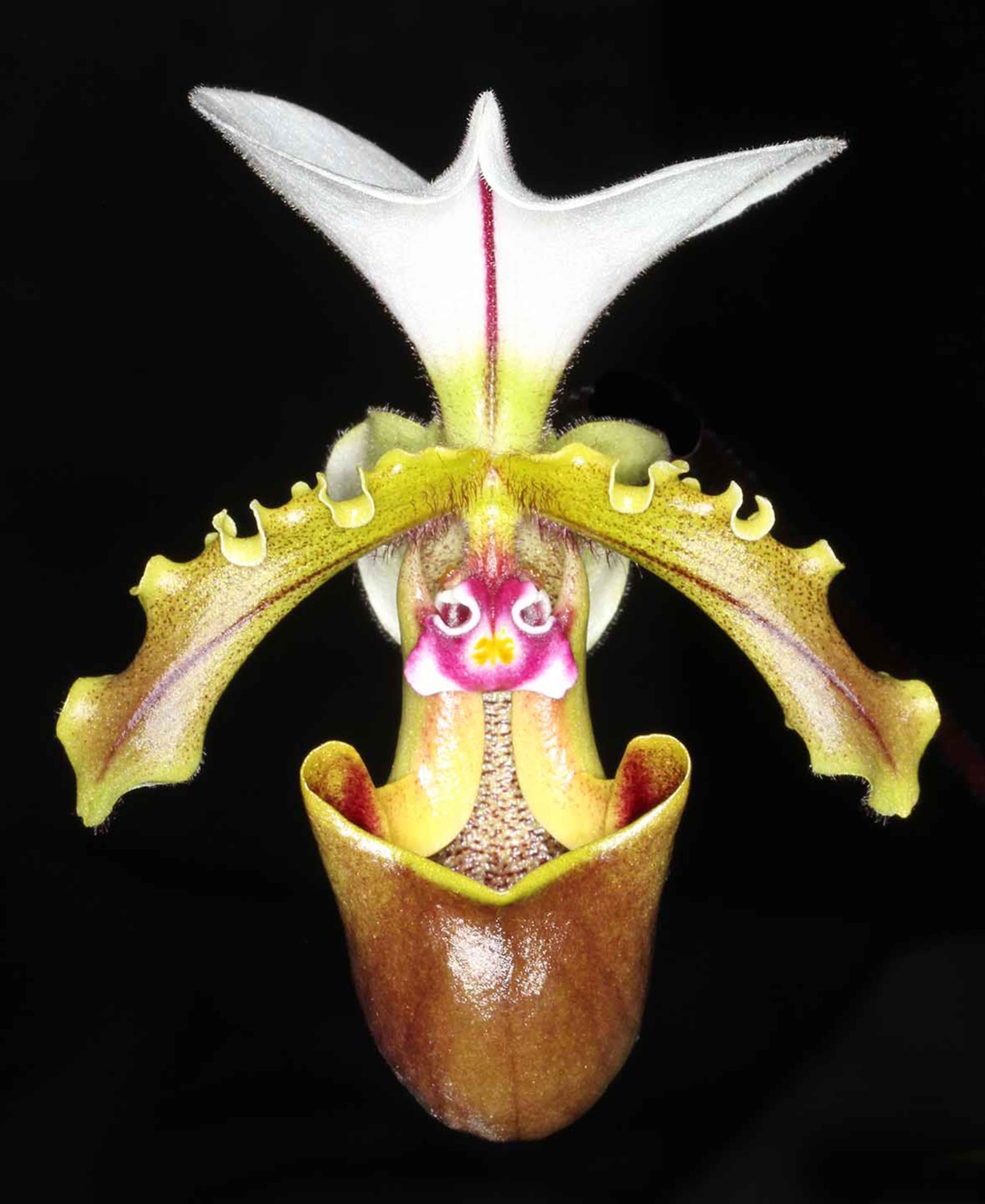 Paphiopedilum spicerianum