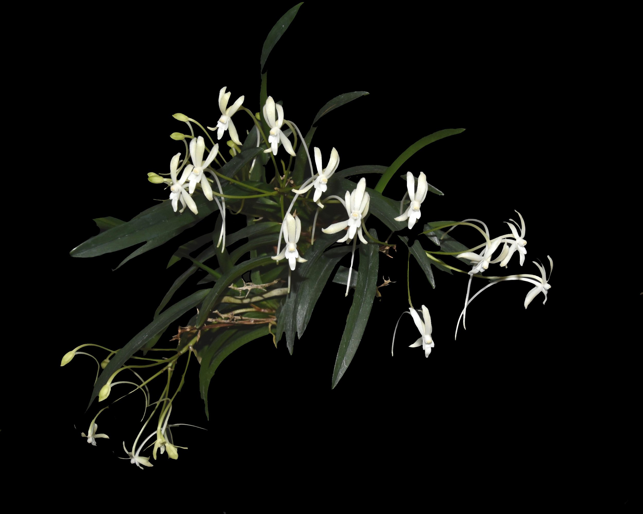 Vanda falcata