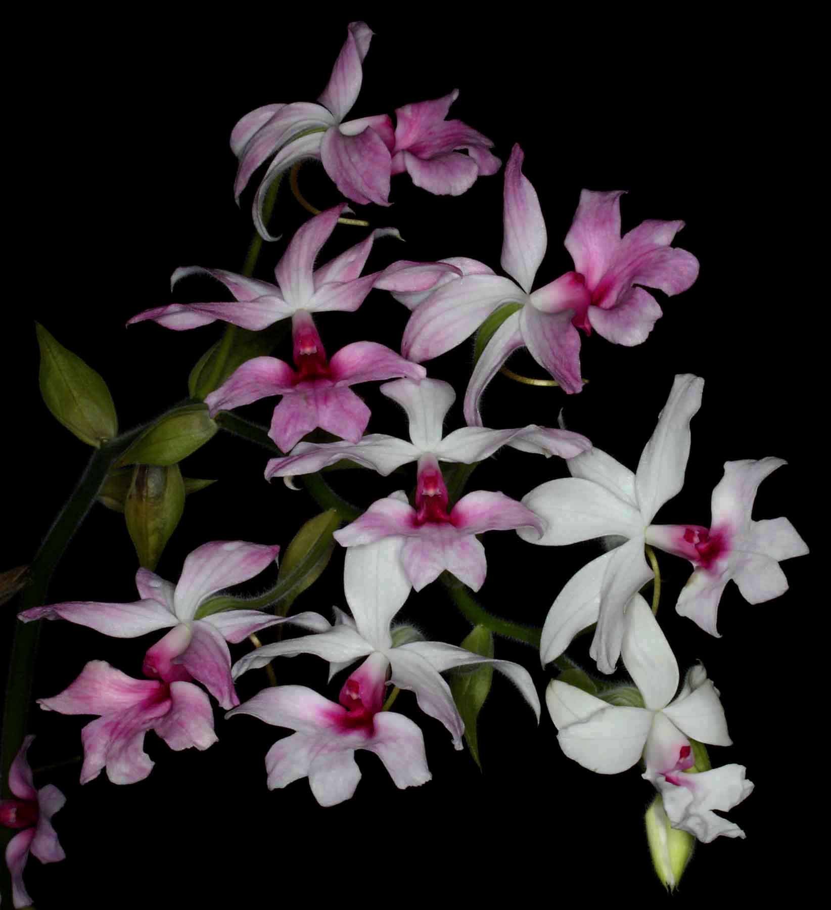 Calanthe vestita