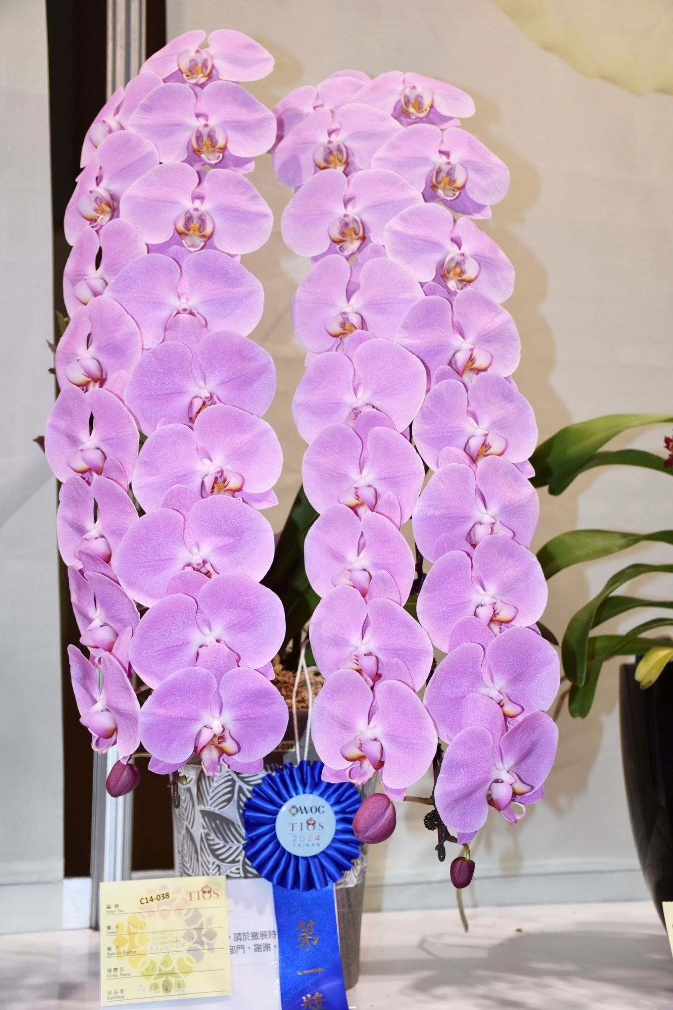Phalaenopsis Cheng-De Beauty