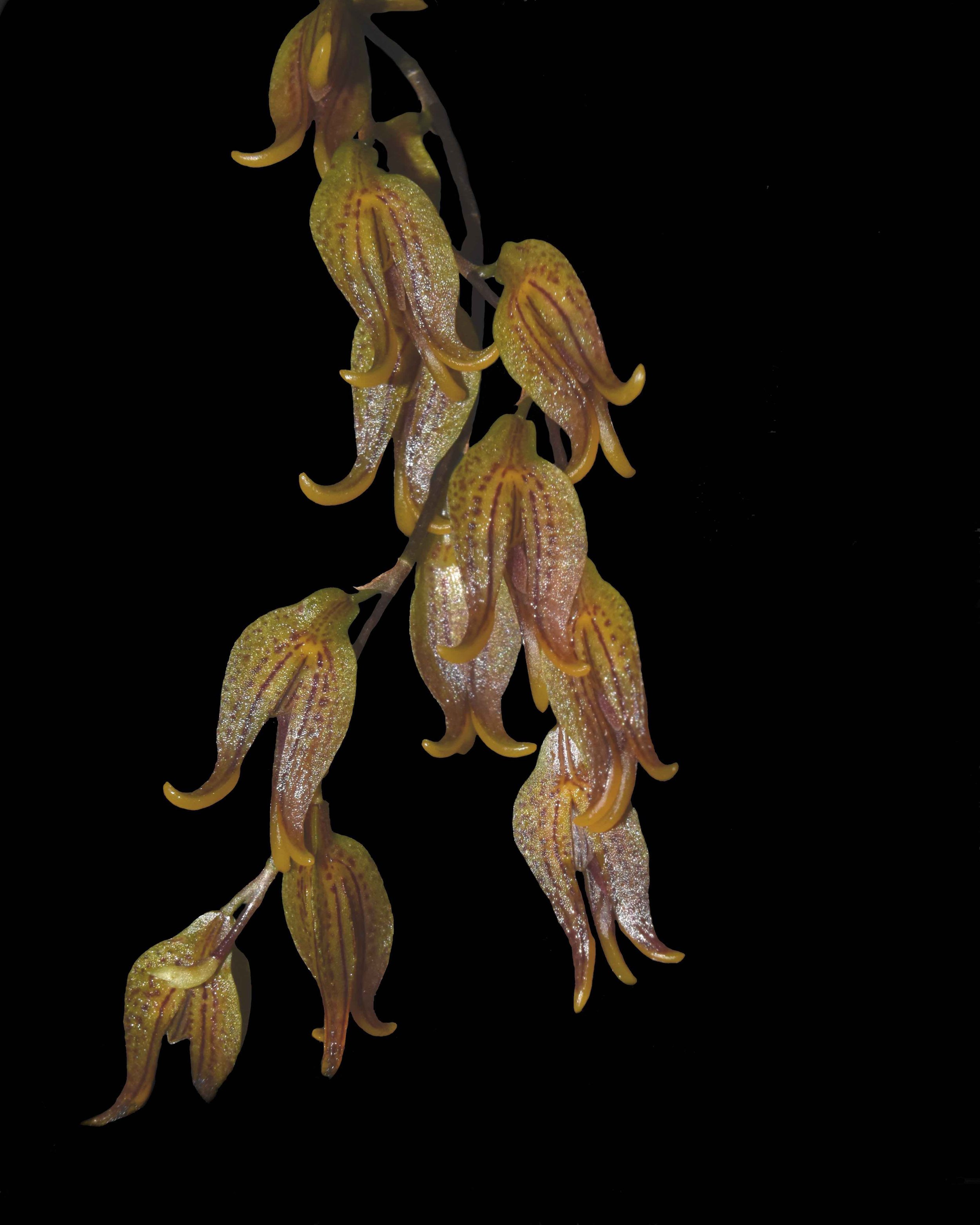 Pleurothallis tripterantha - closeup