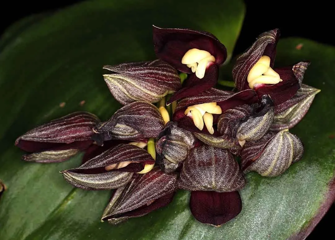 Pleurothallis teaguei - February (Greenhouse and People's Choice)