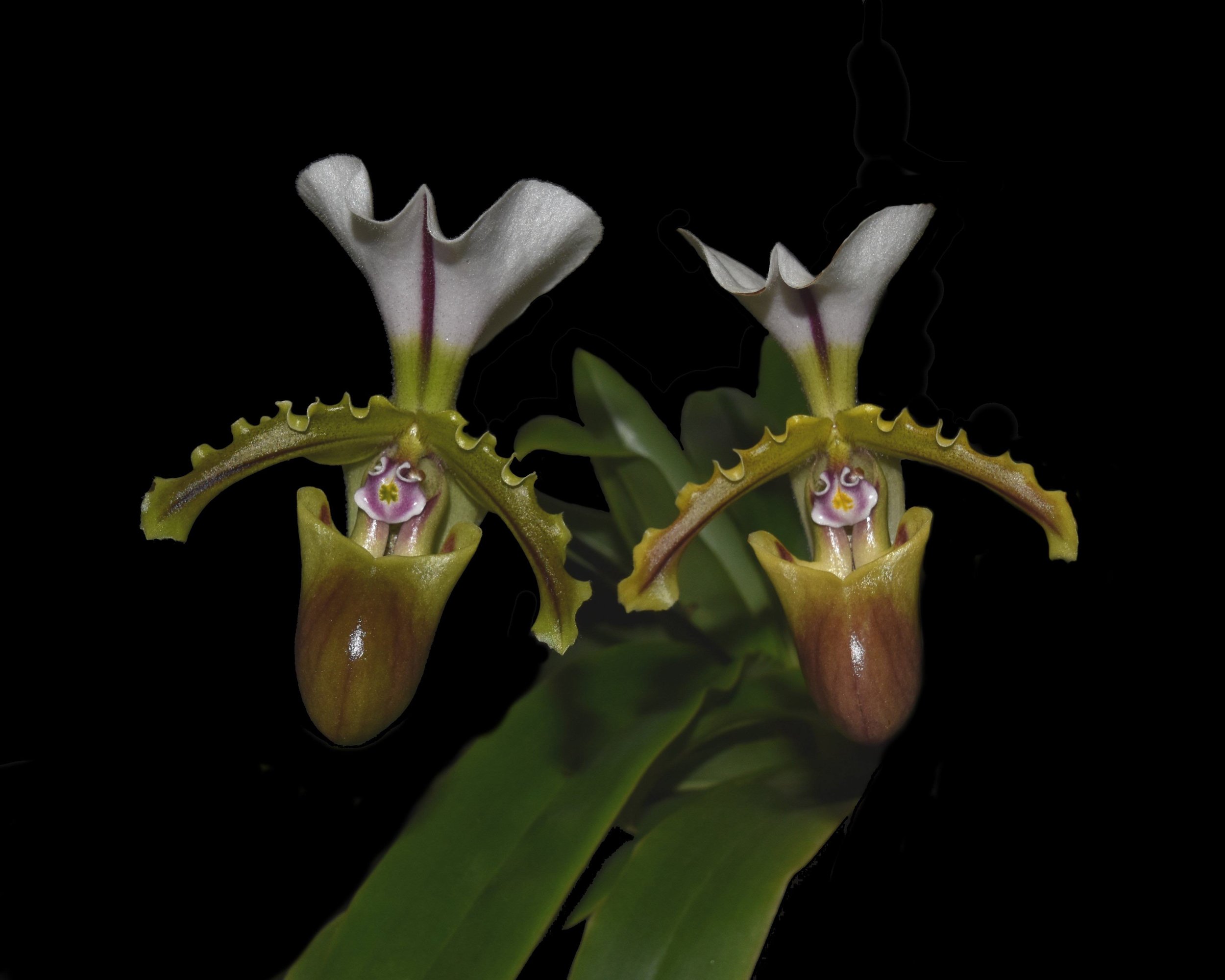 Paphiopedilum spicerianum