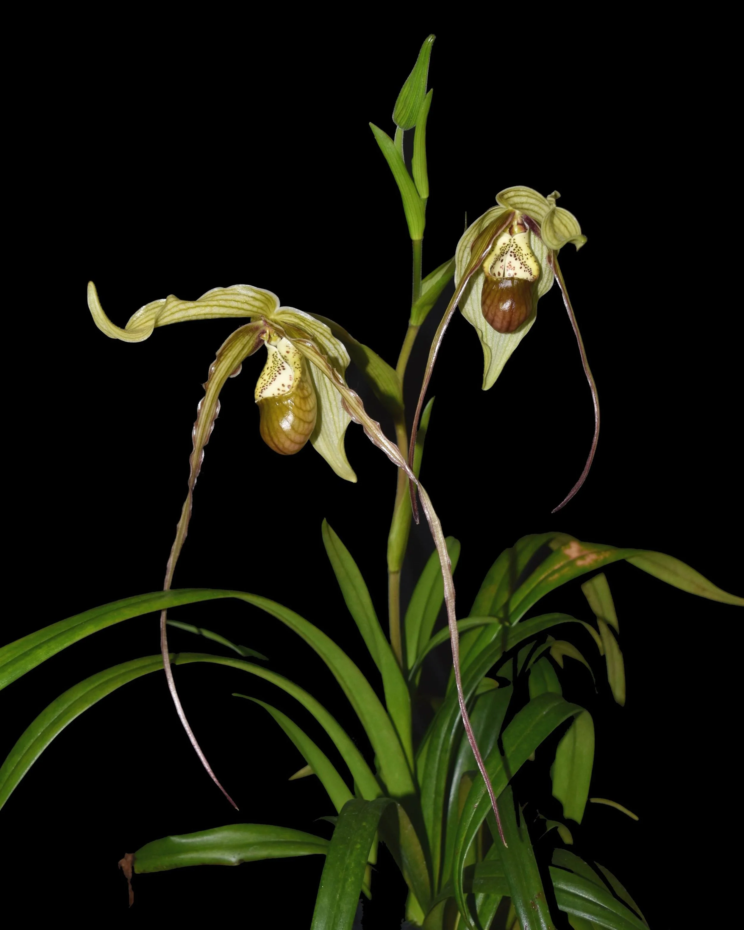 May 2024 — Illinois Orchid Society