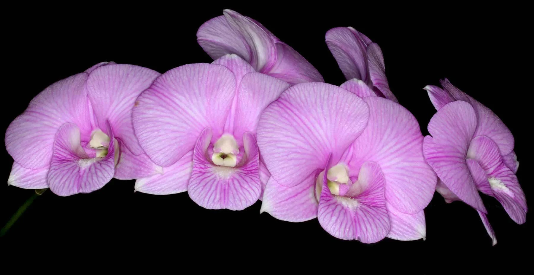 Dendrobium Burana Stripe