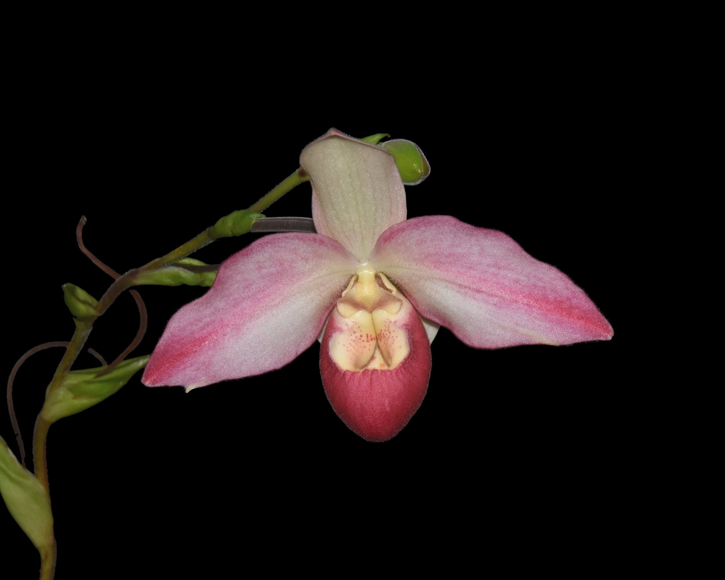 Phragmipedium Appalachian Sunset