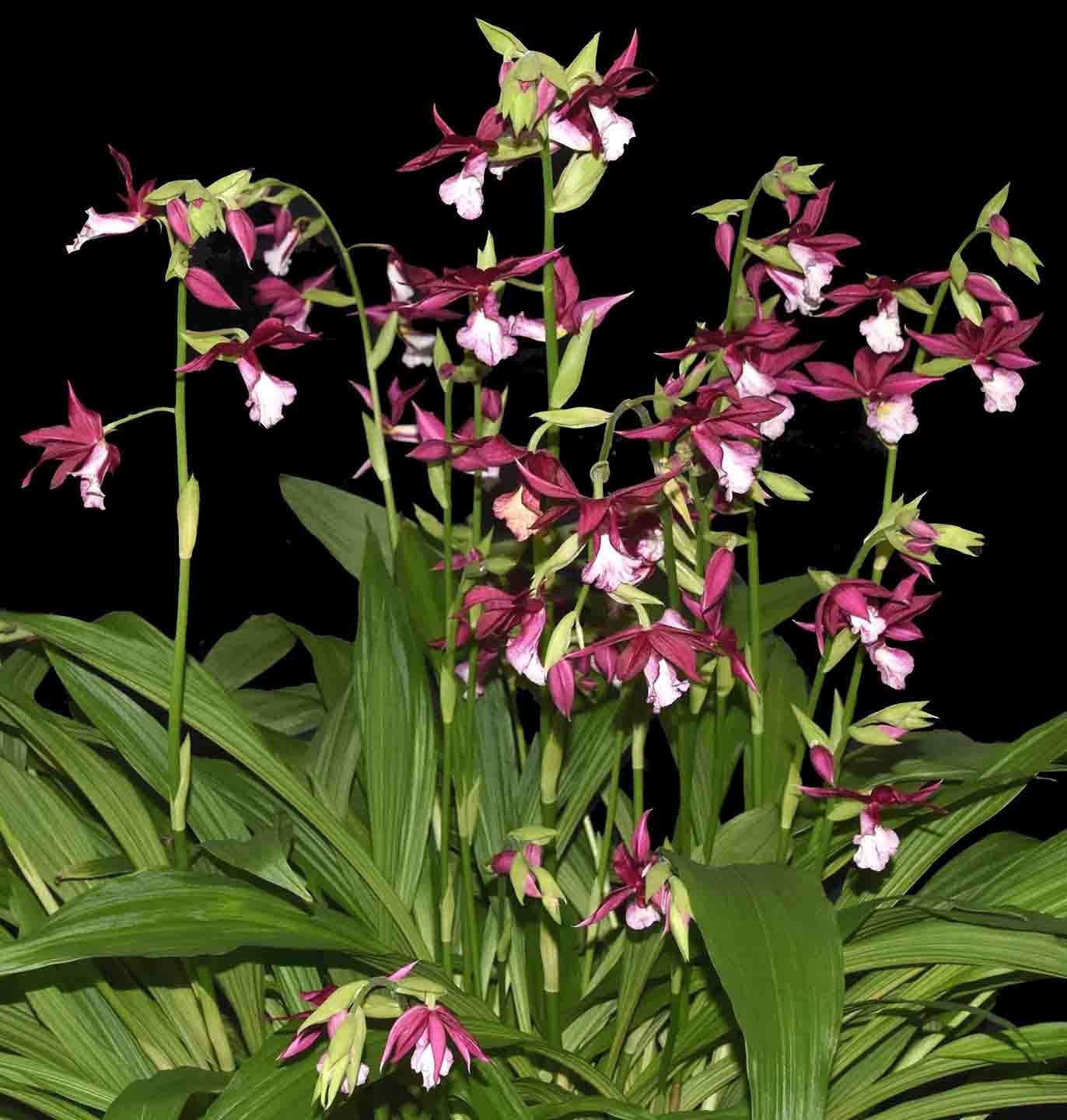 Phaiocalanthe Kryptonite - January (Greenhouse and People's Choice)