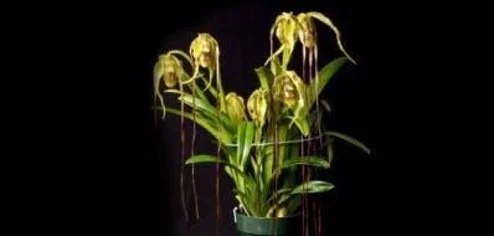 From the AOS - Fall Orchid Care