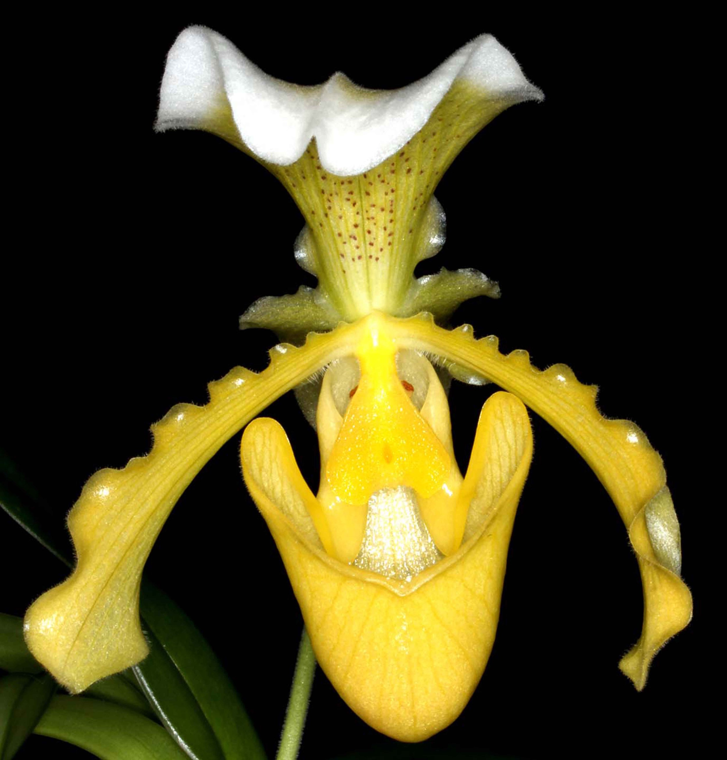 Paphiopedilum NoID