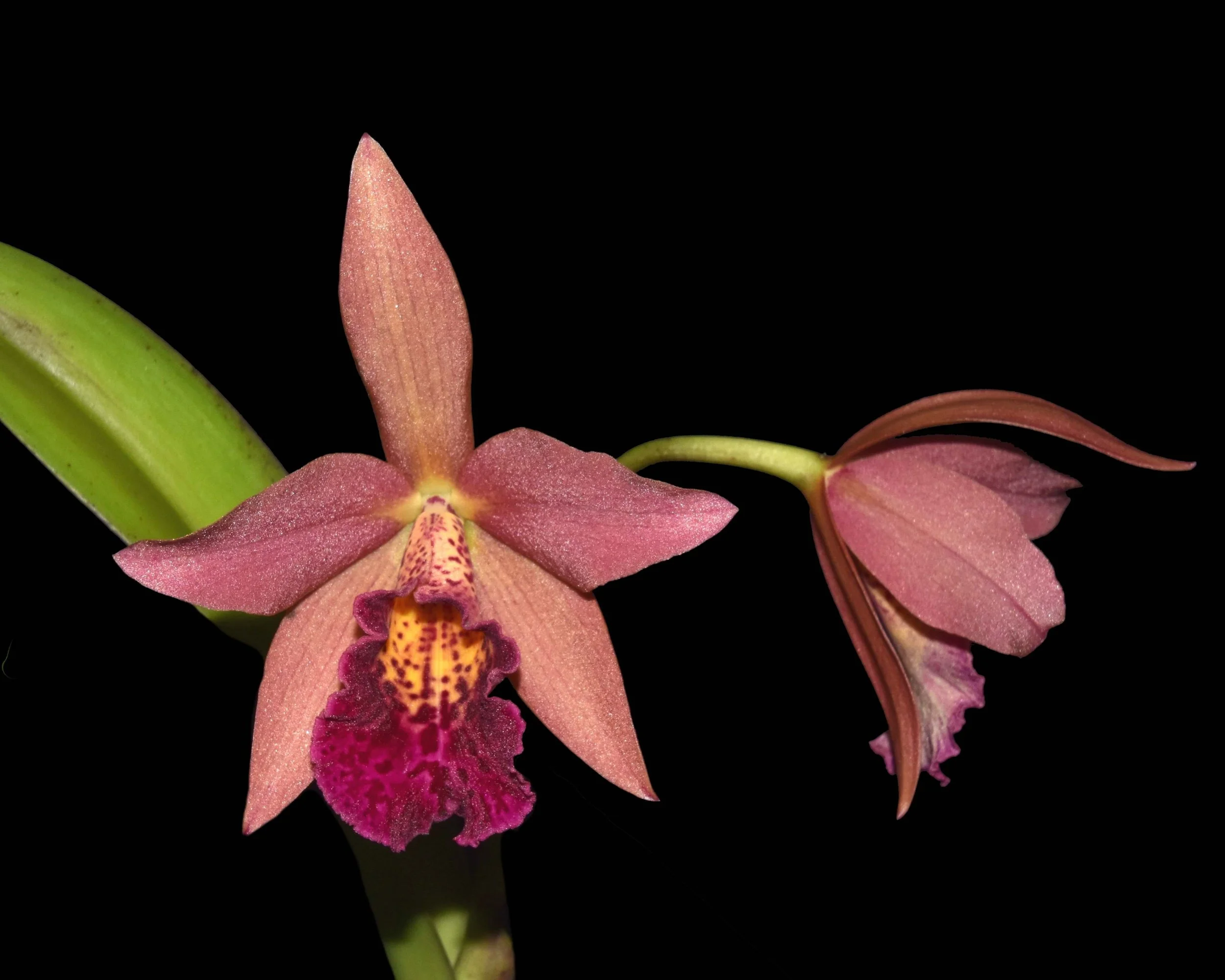 July 2025 — Illinois Orchid Society