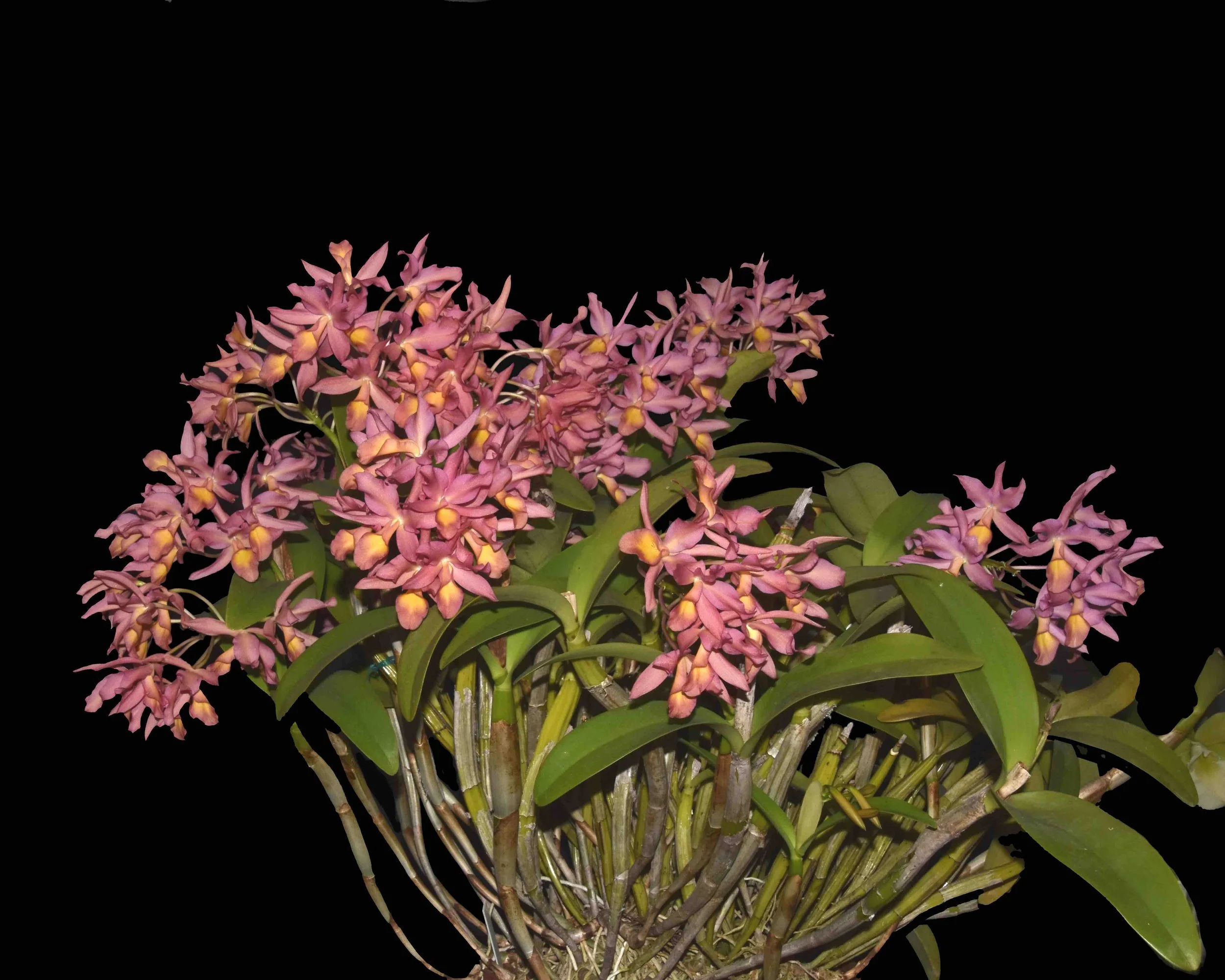 Guarianthe guatemalensis - April (Lights/windowsill and People's Choice)