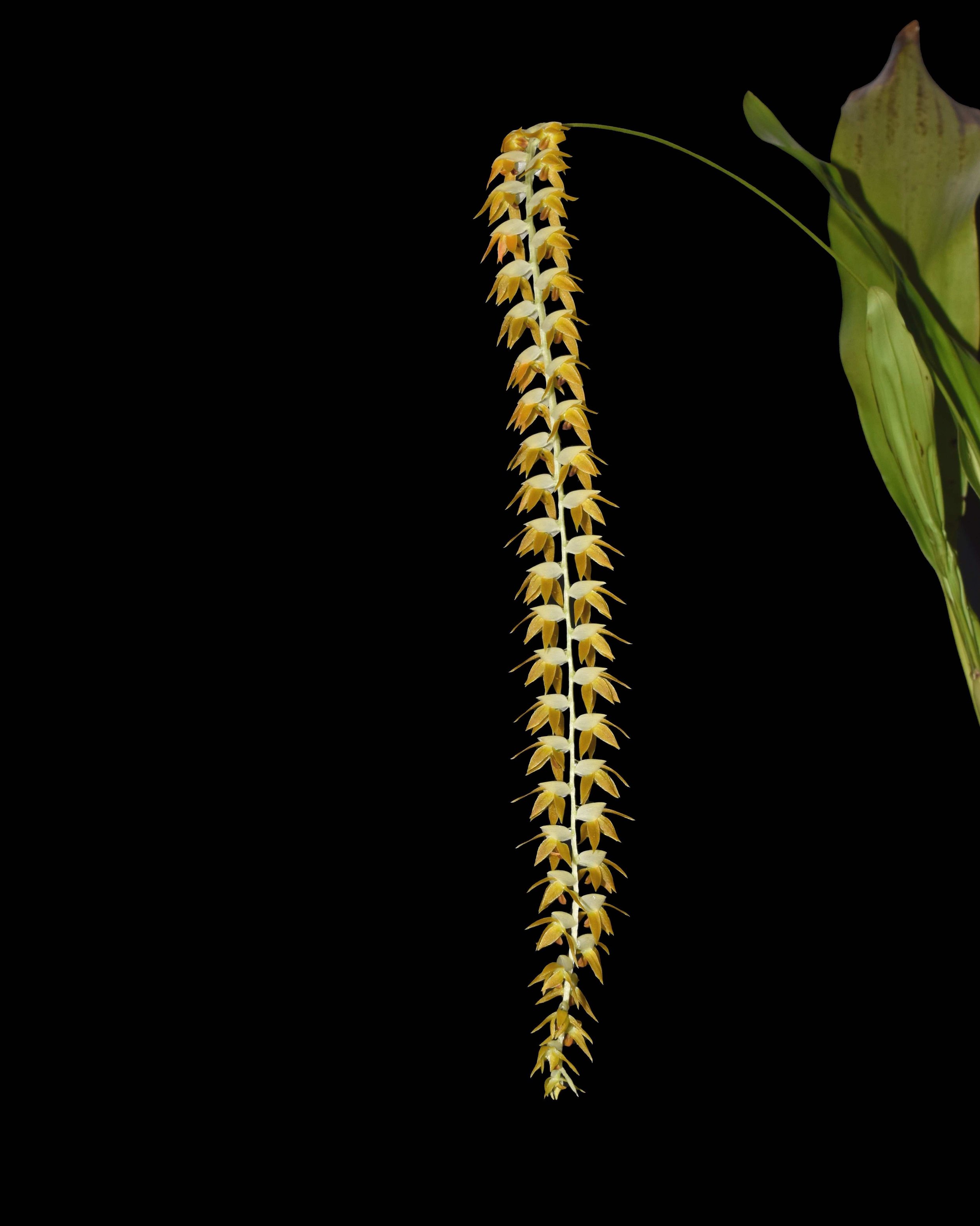 Dendrochilum magnum