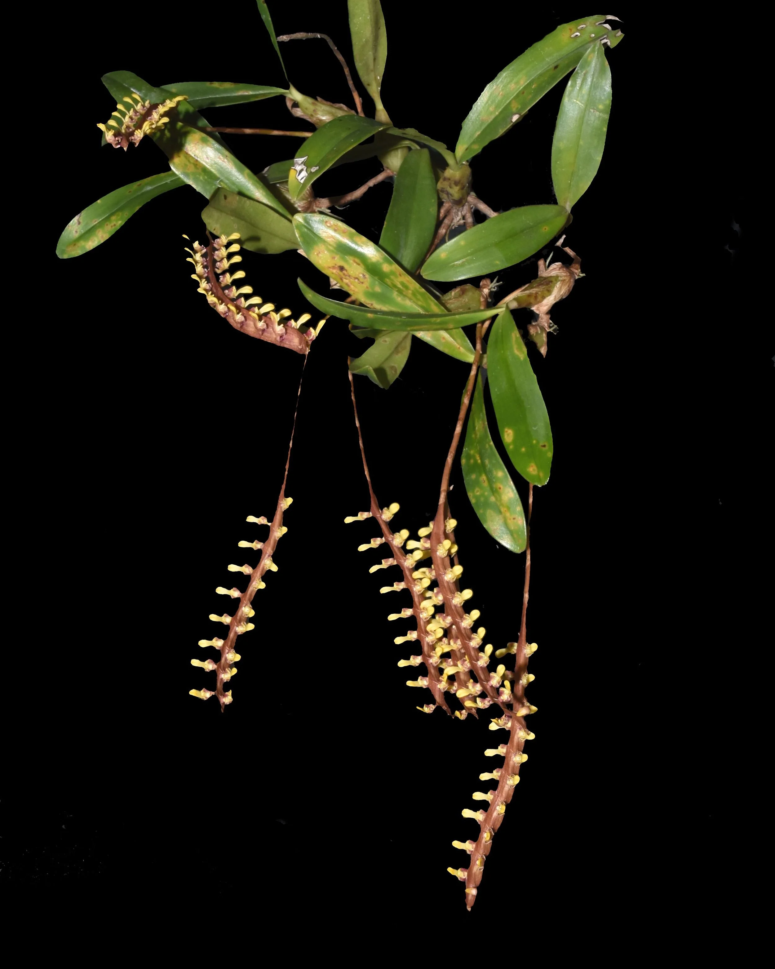 Bulbophyllum falcatum 'Standing Tall'