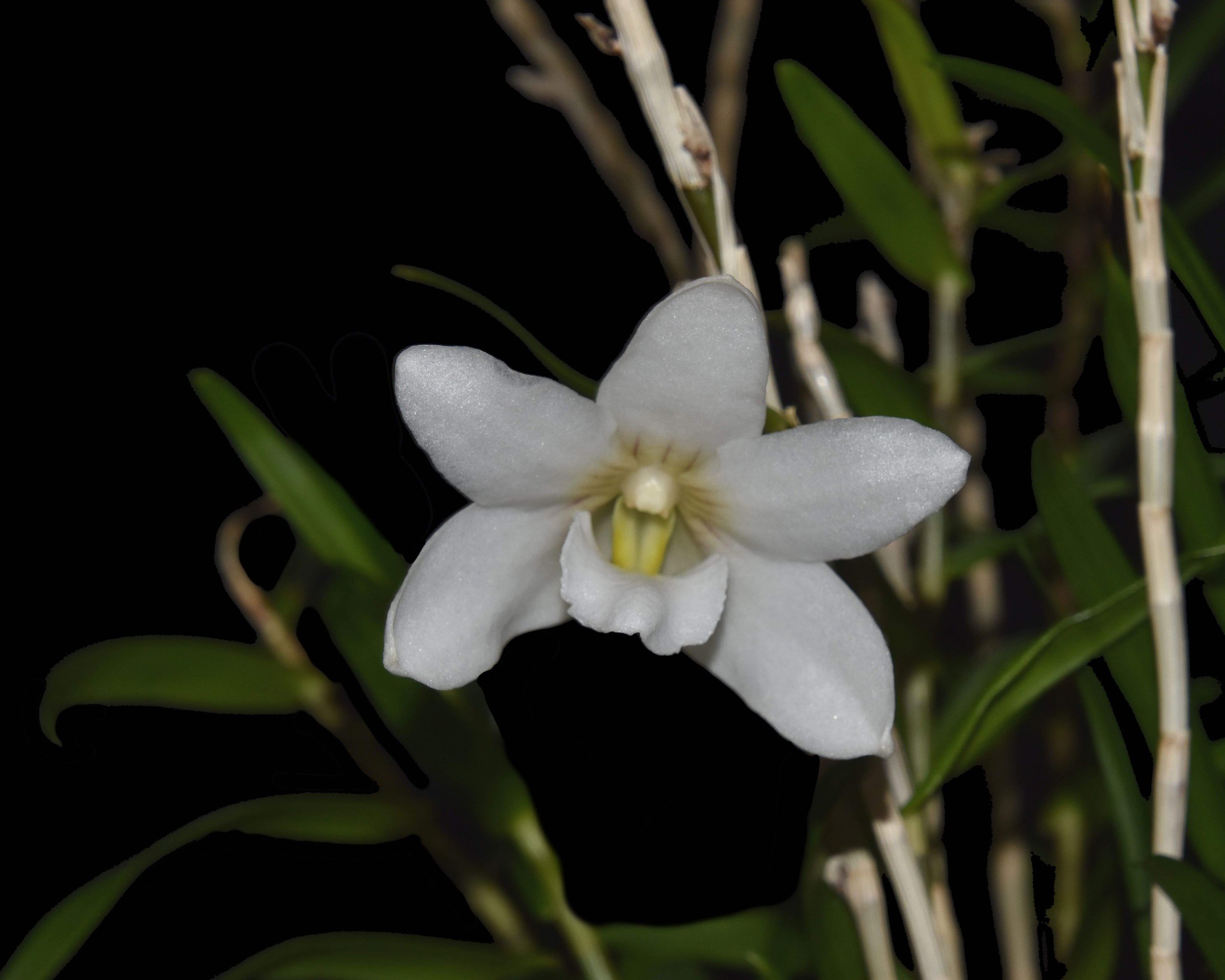 Dendrobium Auriculatum