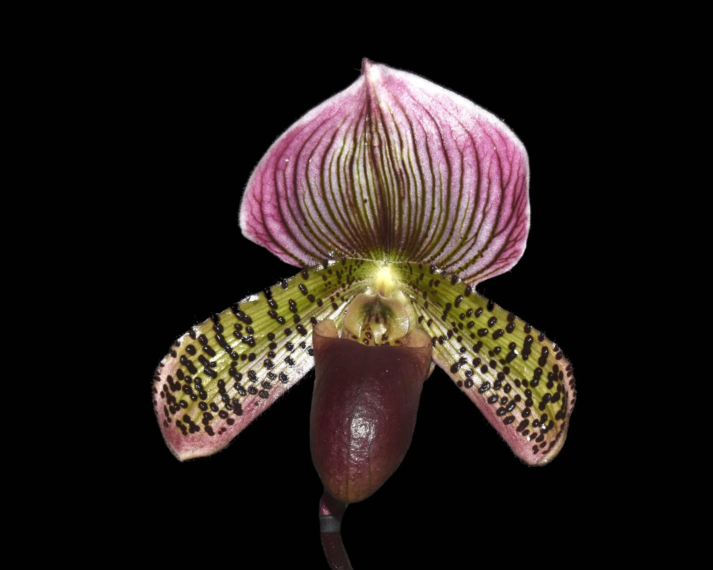 September 2024 — Illinois Orchid Society