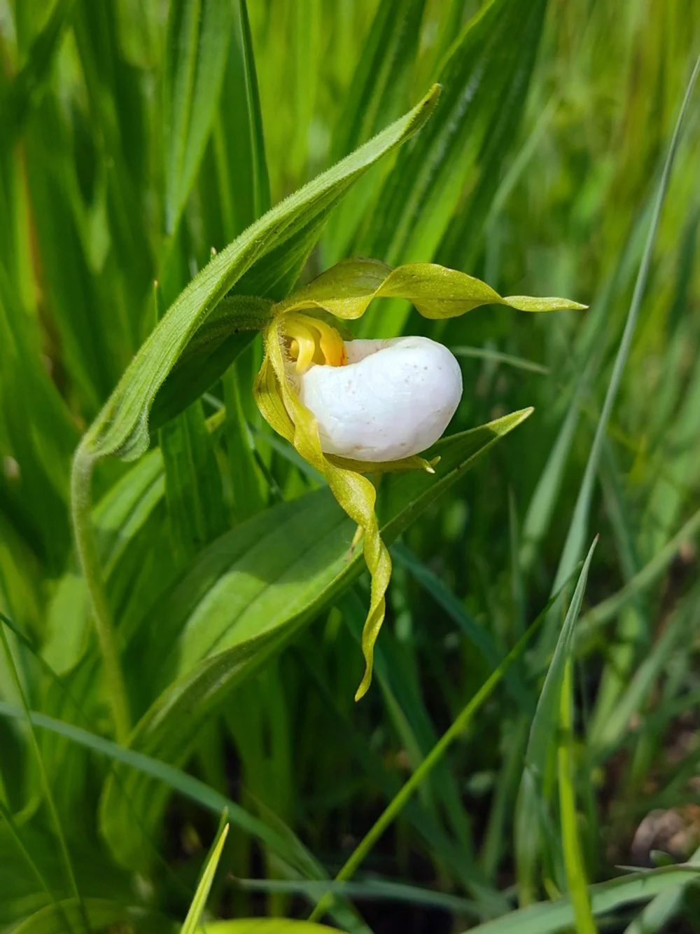 Native Lady Slipper Orchid