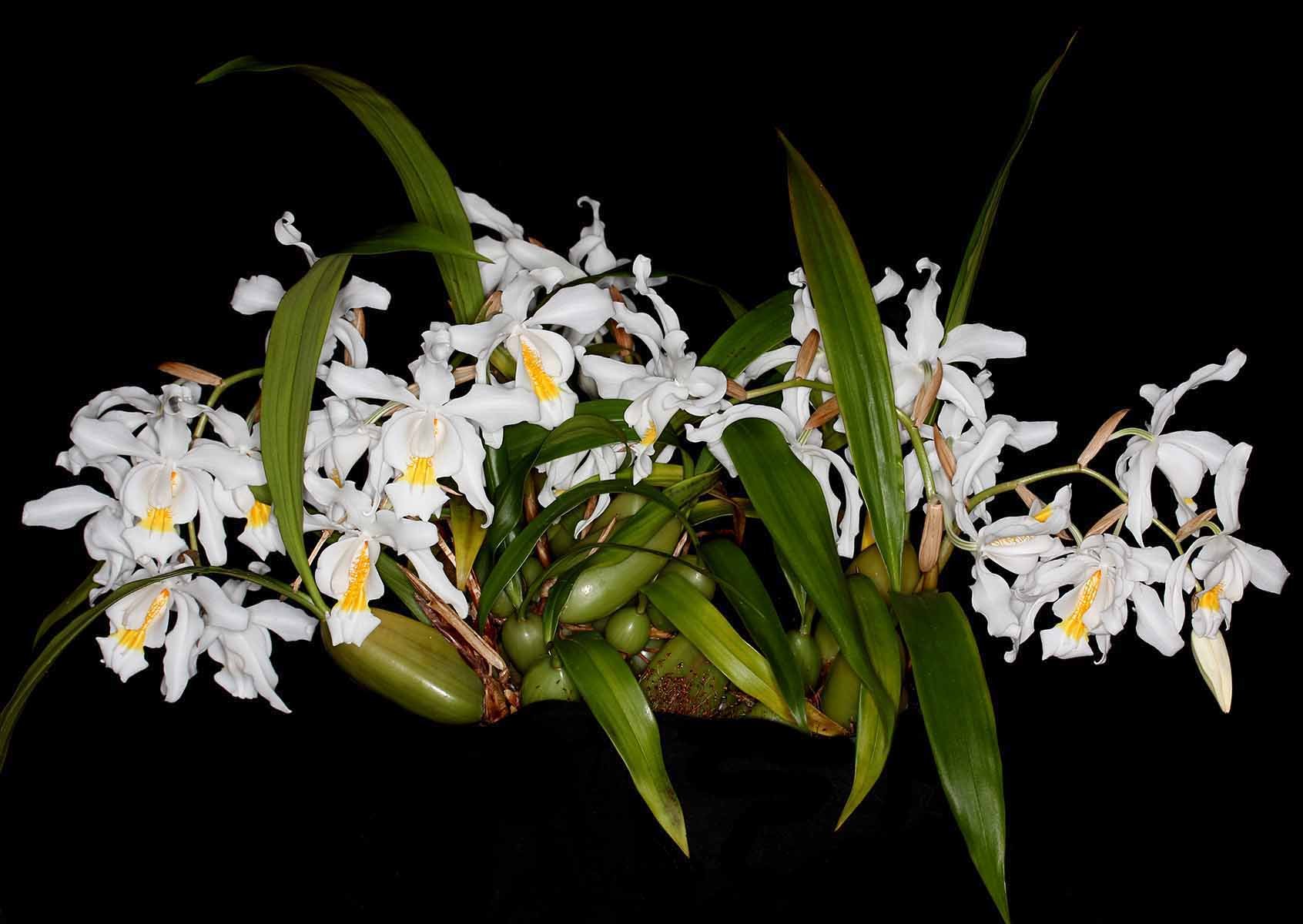 Coelogyne cristata